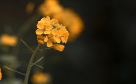 鹧鸪天&middot;惊蛰