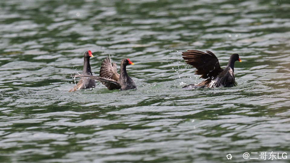 黑水鸡打架 (16).jpg
