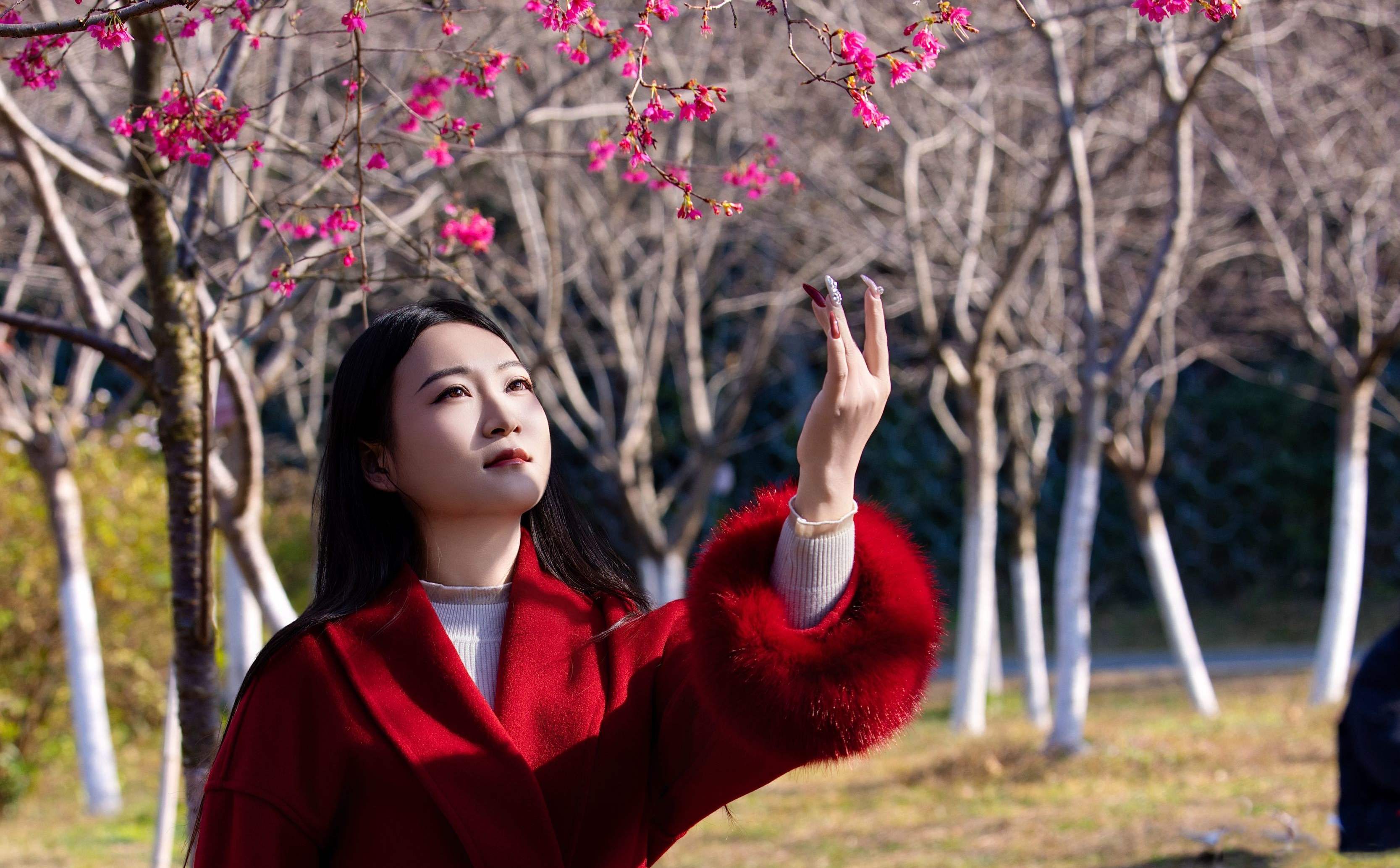 南溪山公园冬樱花开正盛～