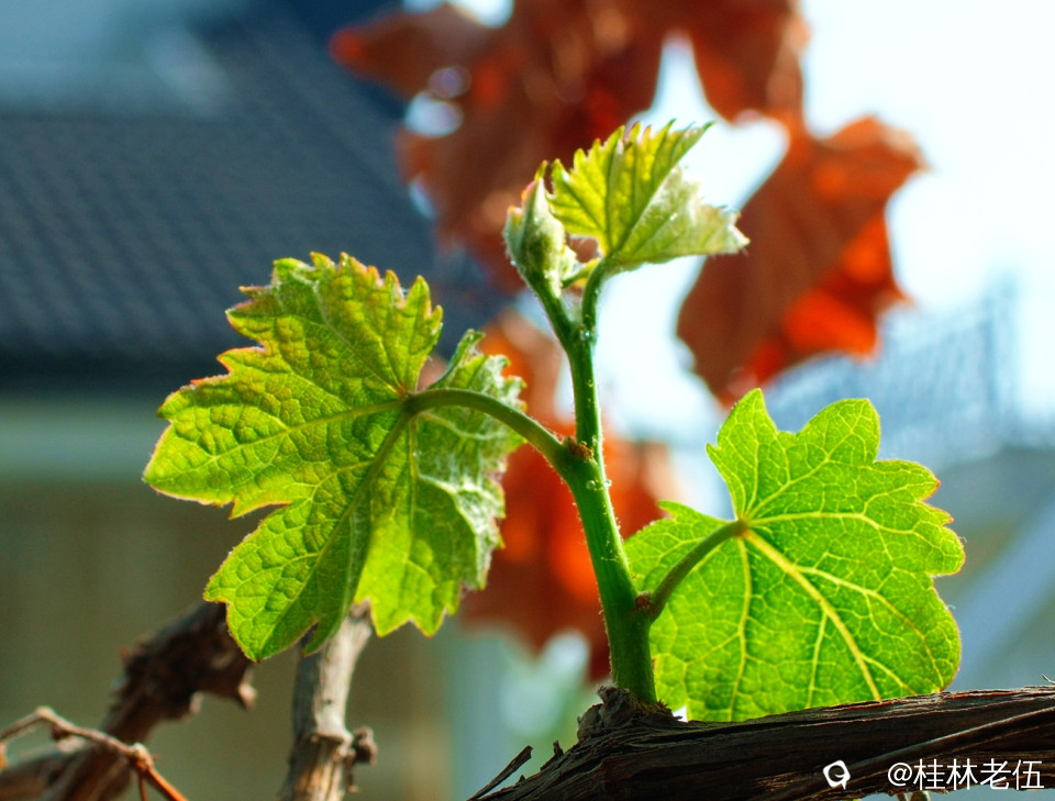 DSCF0386.JPG