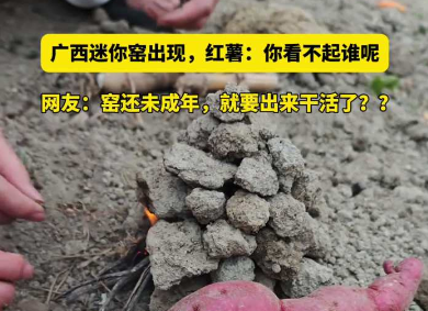 广西迷你窑出现，红薯:你看不起谁呢 网友:窑还未成年，就要出来干活了??