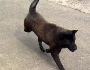 它好快乐吖!狗狗走出了六亲不认的步伐 网友:它走得比我还要妖娆妩媚