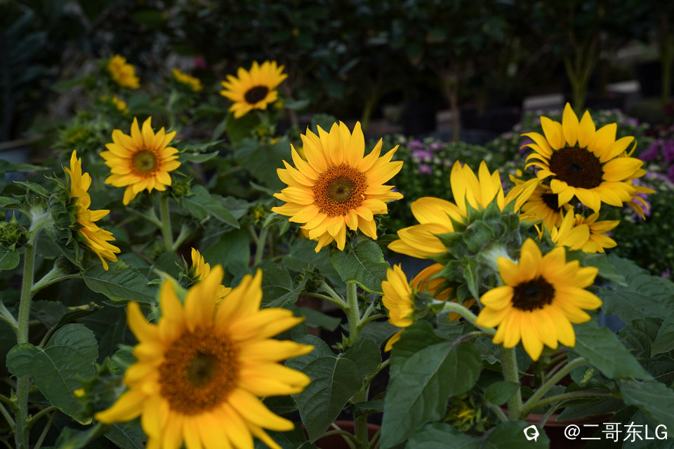 南方第三届花卉苗木交易会 (28).jpg