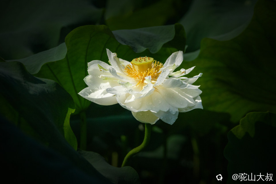 DSC04465-0 - 副本.jpg