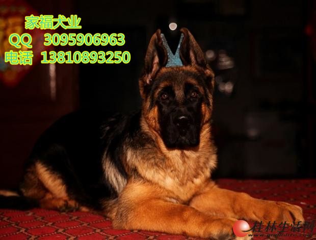 ���ֵ��� ��ϵ���� ���ڵ¹��ڱ� �ó��������� �����Ҹ�Ȯҵ