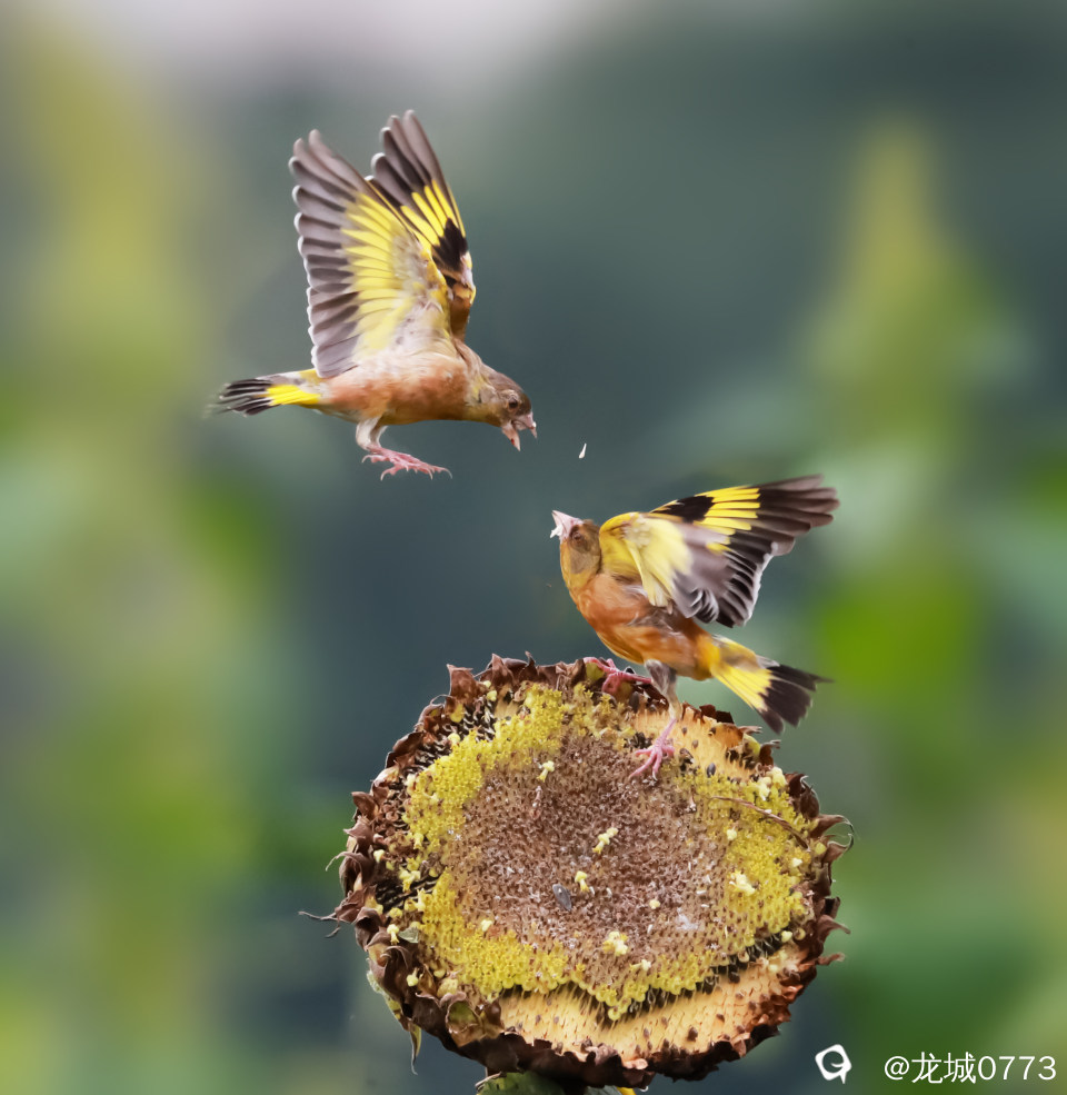 5298c62b-8067-a857-a73c-82e8f44509e9.jpg