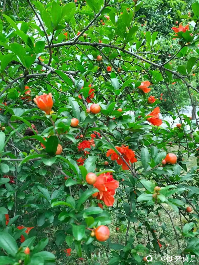 u=2013730832,1870453440&fm=253&fmt=auto&app=138&f=JPEG1_看图王.jpg