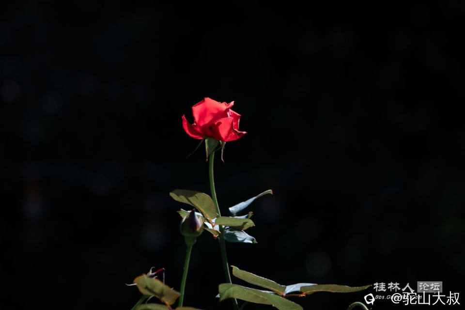DSC07224-0.jpg
