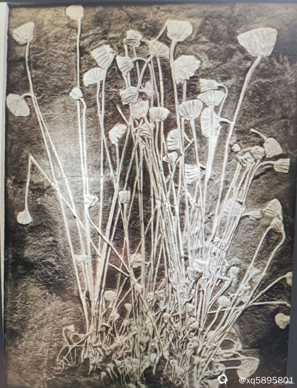 海百合花化石