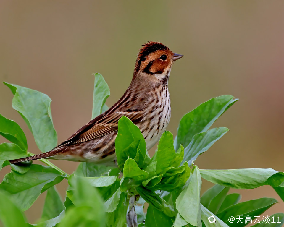 5D2A6110-DeNoiseAI-denoise.jpg