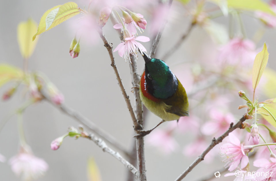 DSC_2915_副本.jpg