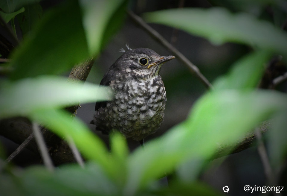DSC_6955_副本.jpg
