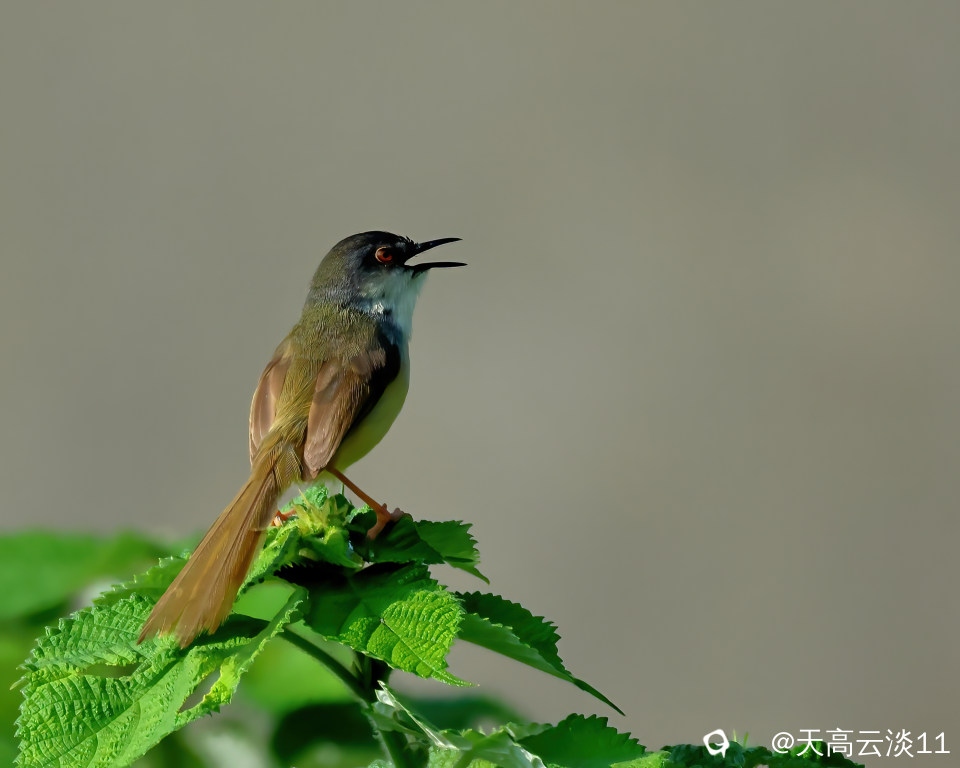 5D2A0194_副本-DeNoiseAI-denoise.jpg