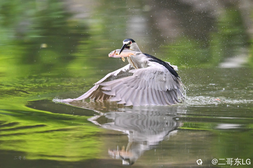 夜鹭捕鱼 (9).jpg