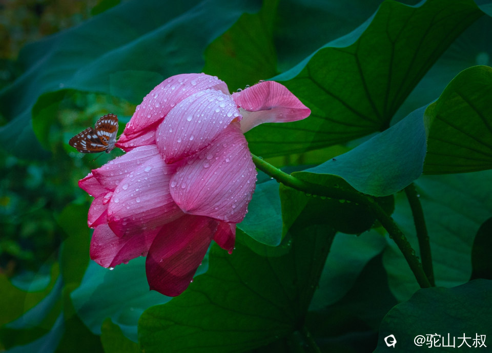 DSC08839-0 - 副本.jpg