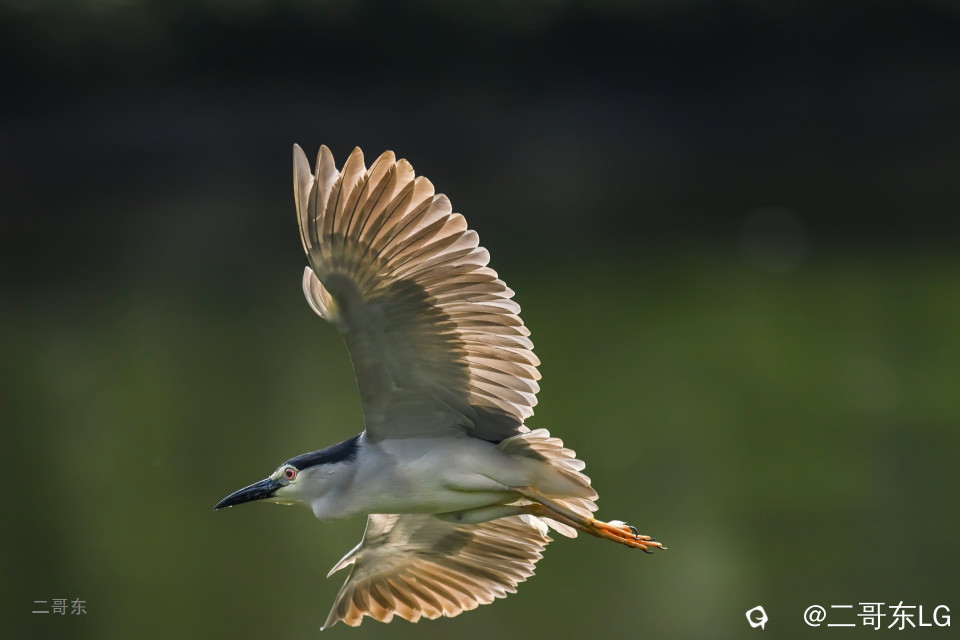 飞鹭 (10).jpg