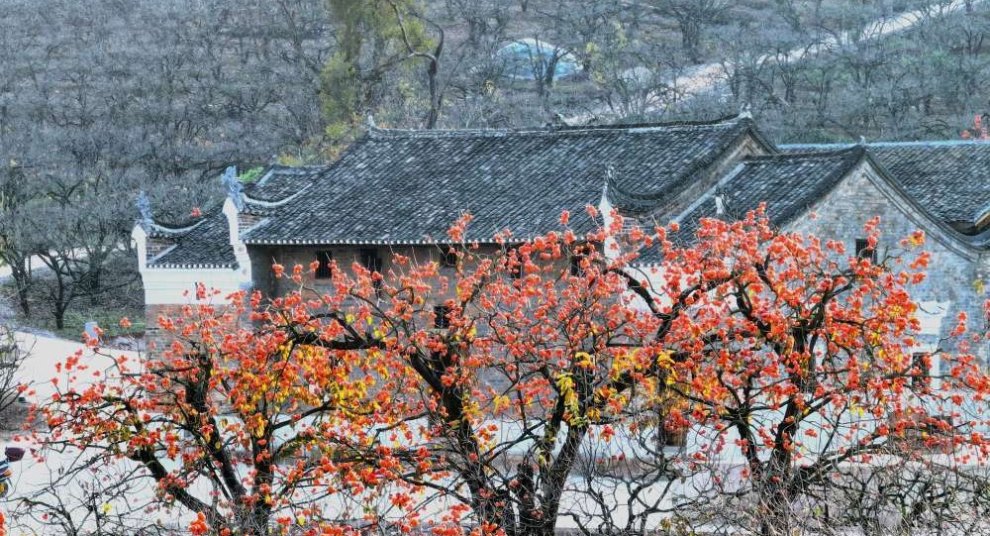 平樂(lè)古柿園古建筑與紅柿子定格浪漫冬天！