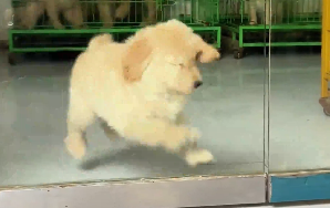 小金毛到底有多犟？反复尝试撞开玻璃门。网友：吃一堑吃一堑吃一堑，吃吃吃吃