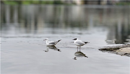 漓江来了两只黑（红）嘴海鸥