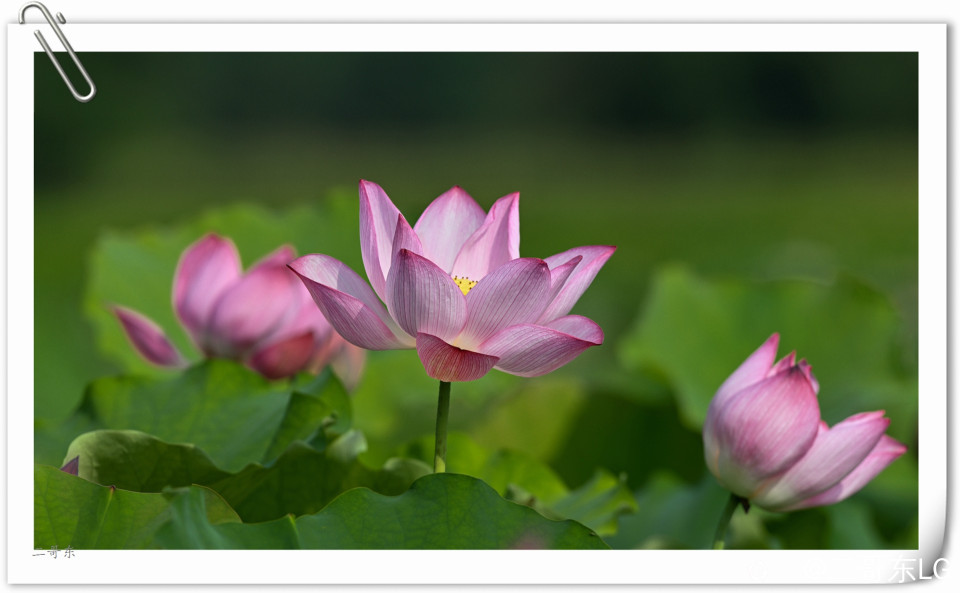 艳丽荷花 (9).jpg