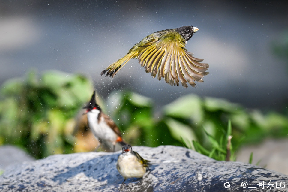 领雀嘴鹎--贵妃出浴 (10).jpg