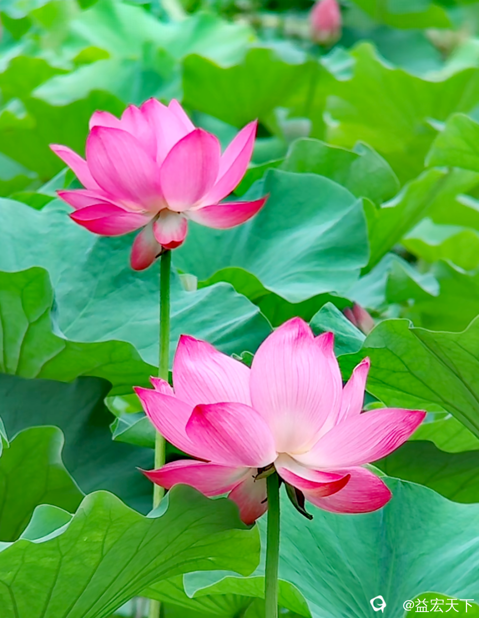 image_1783563421982.png