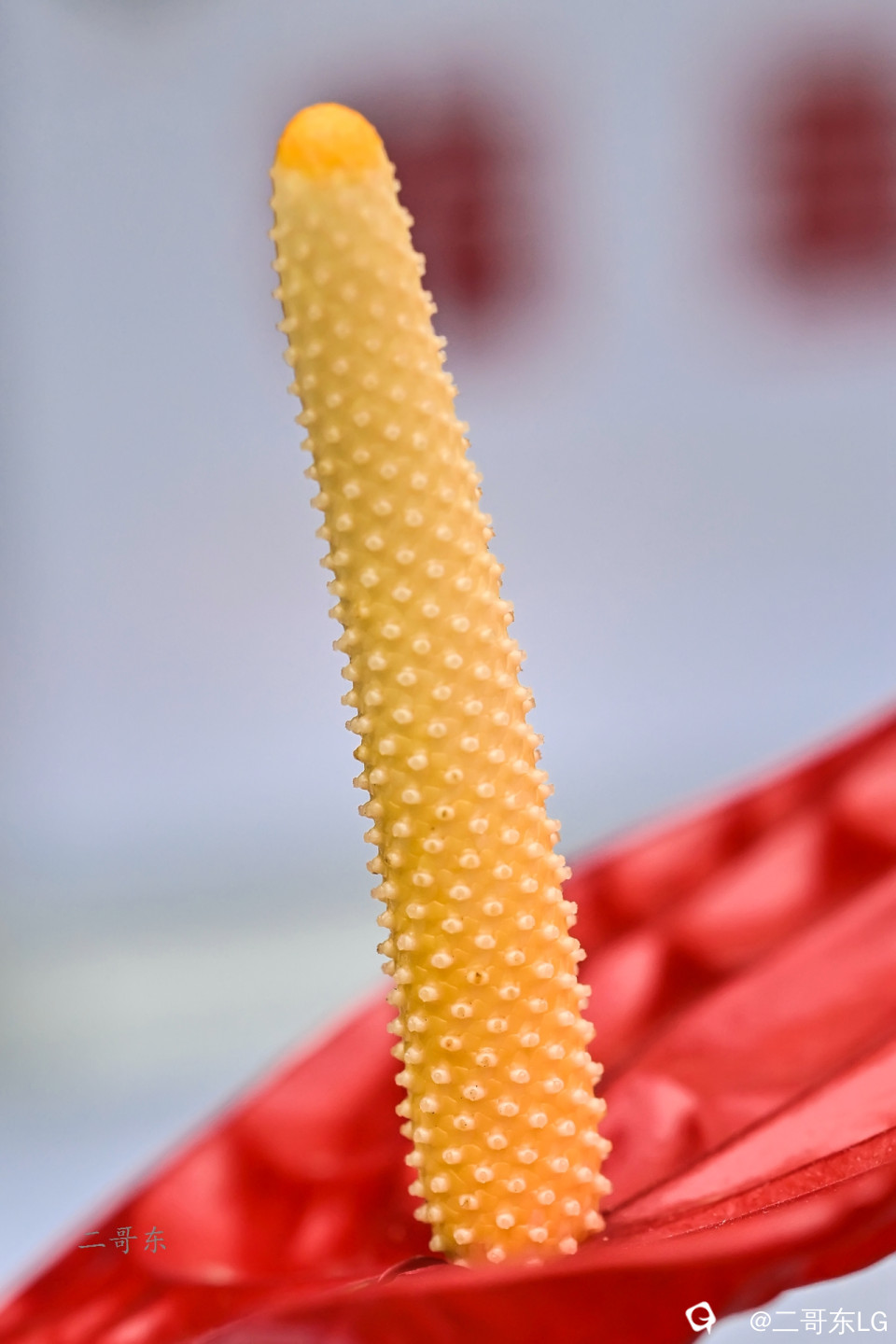 微距花蕊 (10).jpg