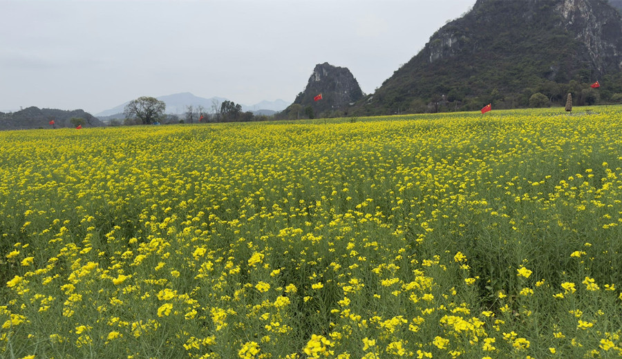 出來(lái)溜車，偶遇一片油菜花