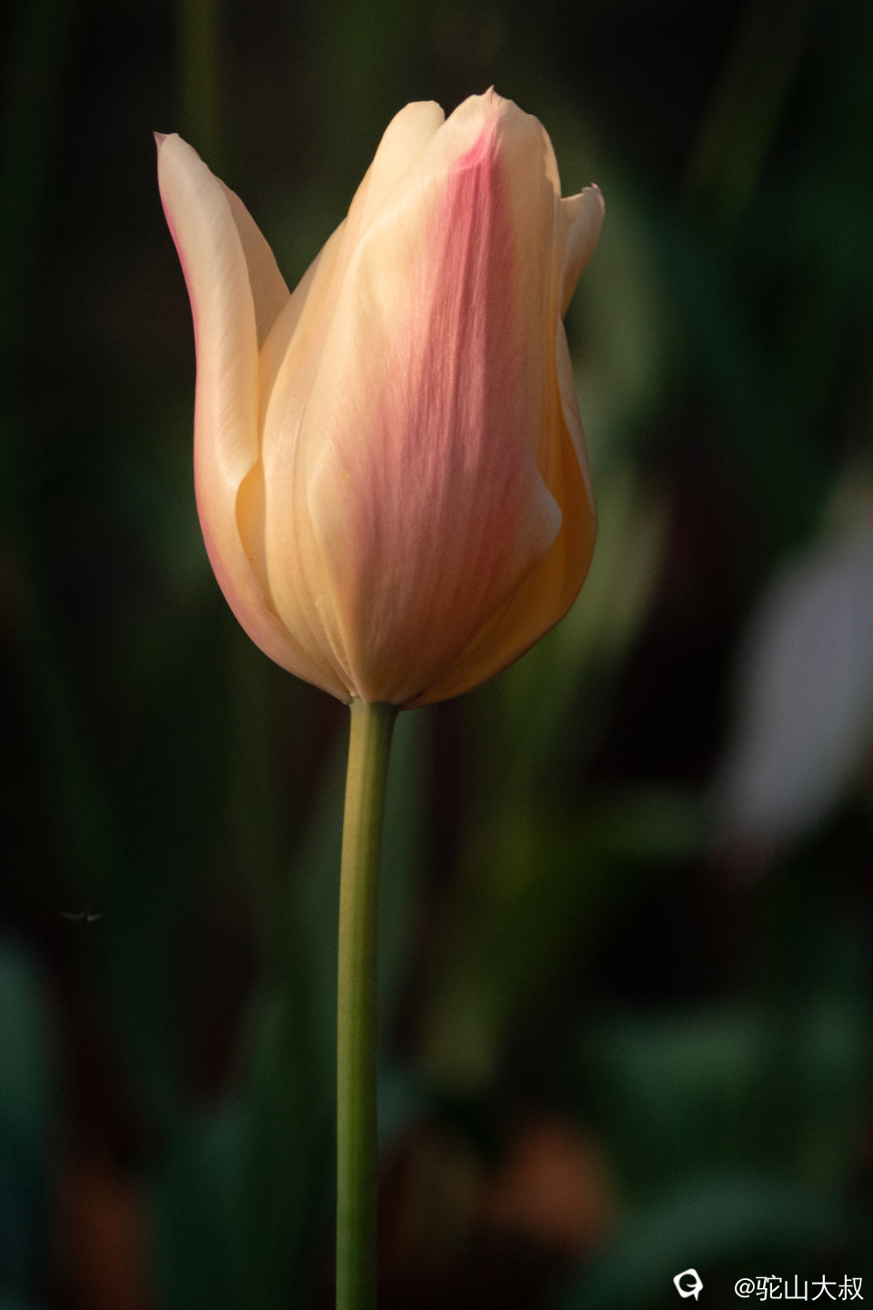 DSC00538-0 - 副本.jpg