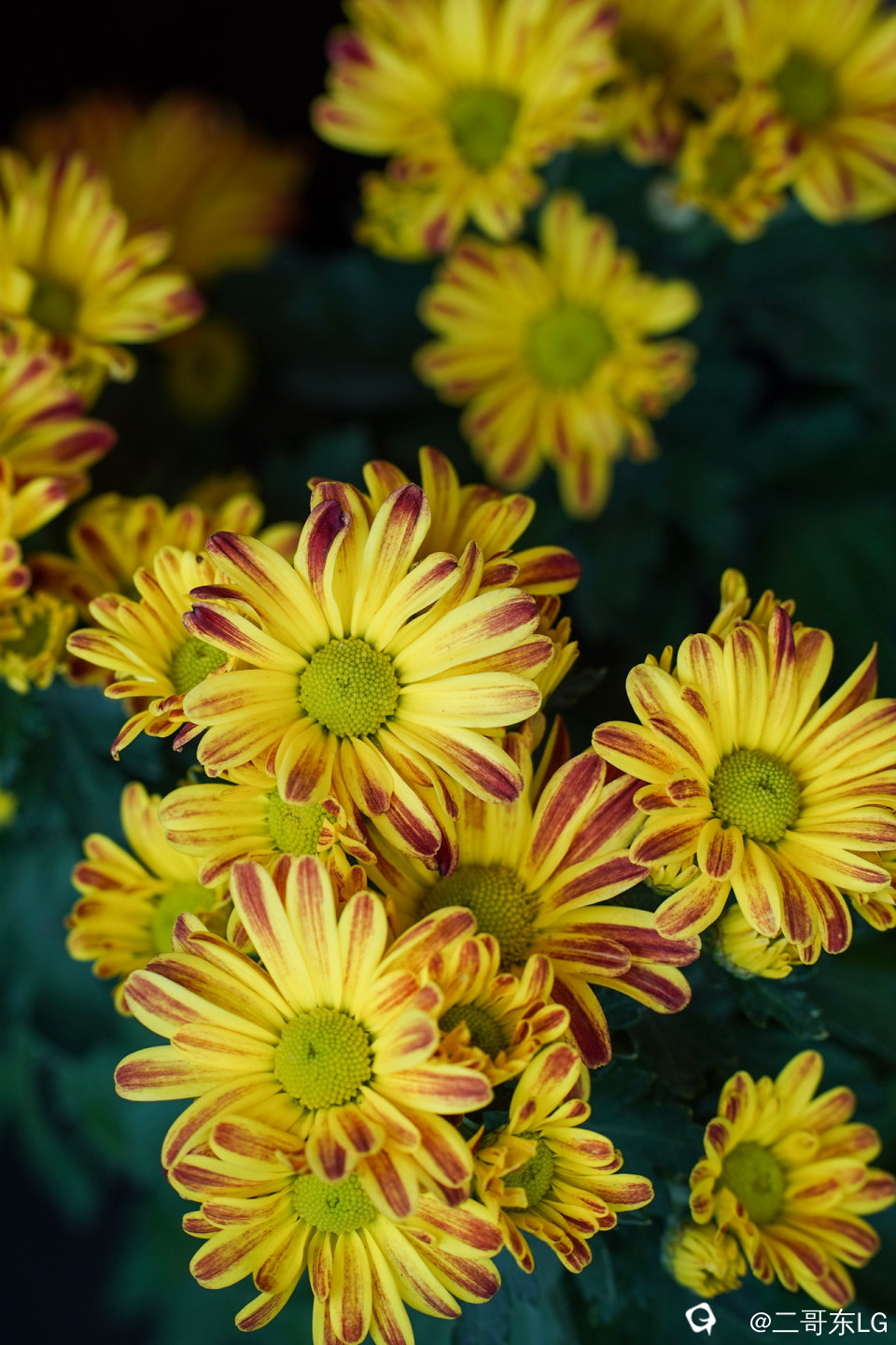 南方第三届花卉苗木交易会 (25).jpg