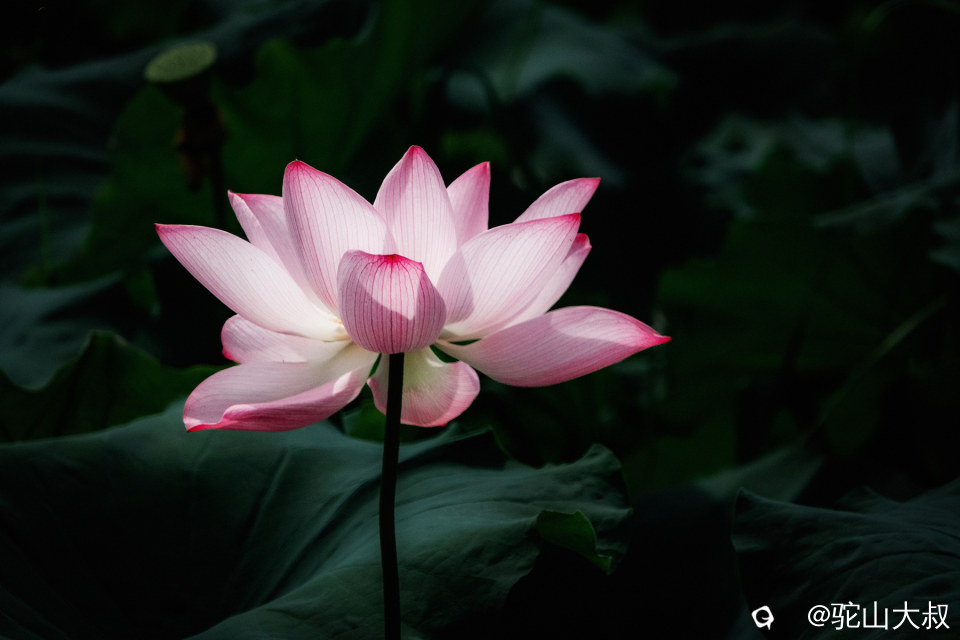DSC04106-0.jpg