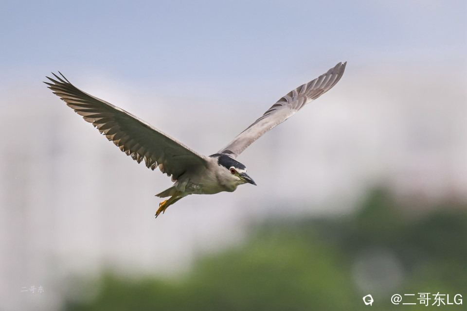 夜鹭起飞 (6).jpg