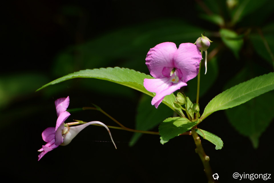DSC_5944_副本.jpg