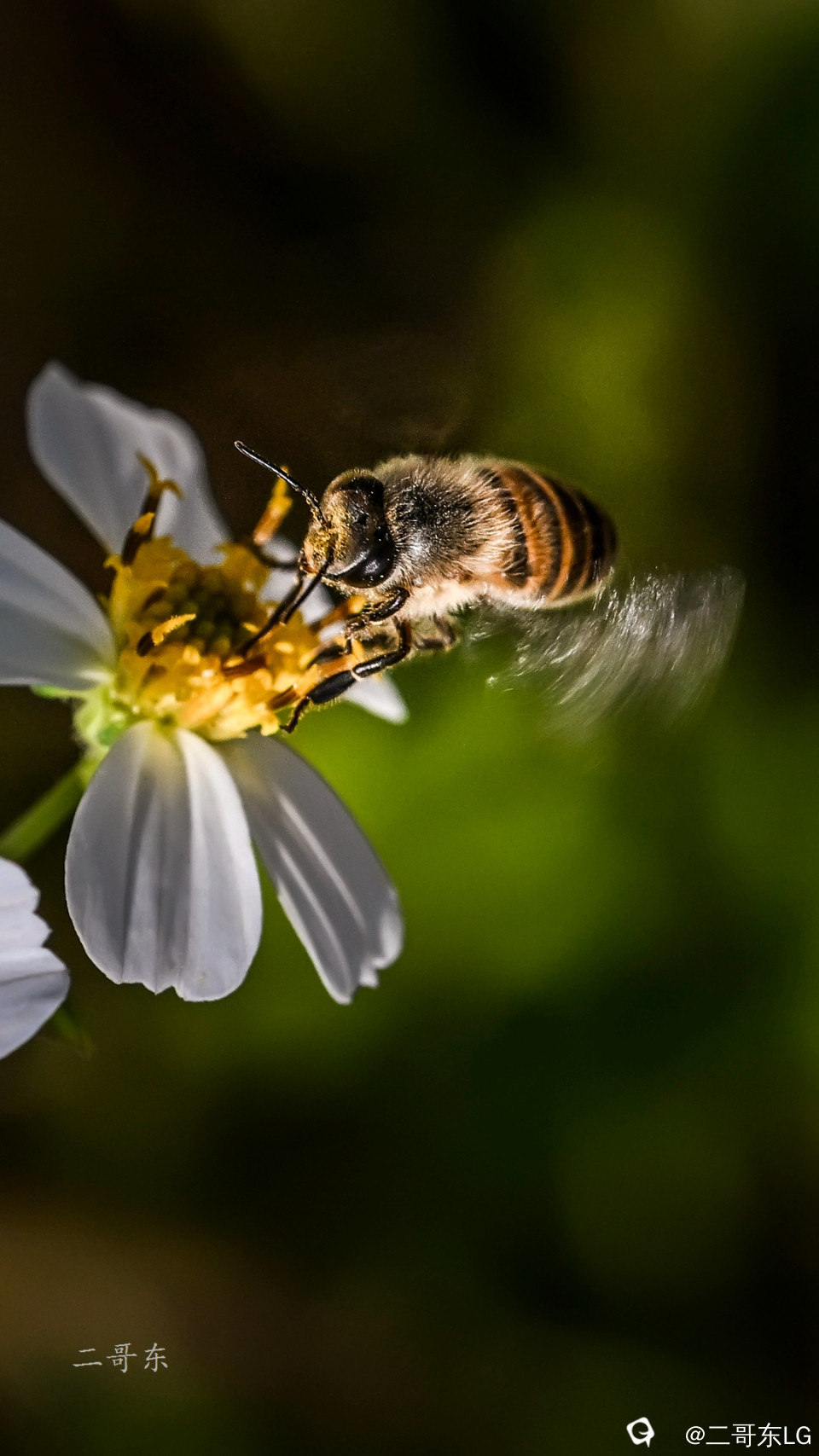 小蜜蜂 (7).jpg