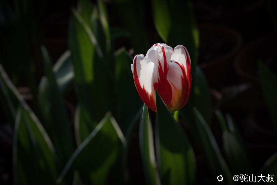 DSC05247-0 - 副本.jpg