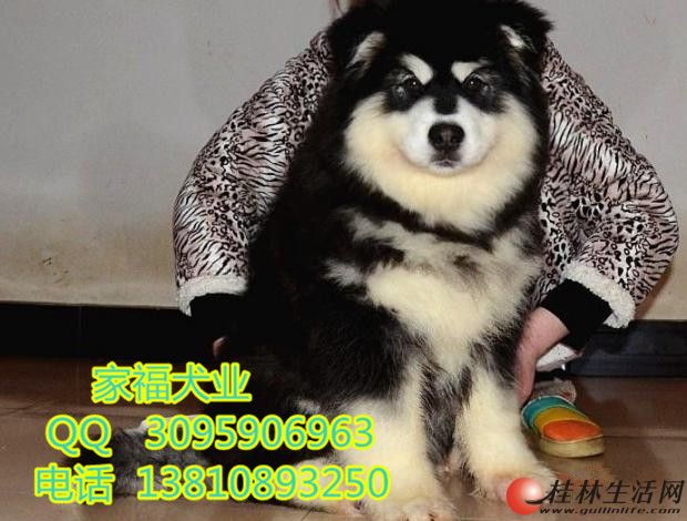 �ܰ氢��˹�� ��ɫ����˹�� ��ɫ����˹�� �ͼ۳��� ȫ�����˷�
