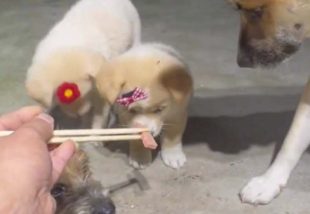 這就是來自中華田園犬的傳承和教養(yǎng)！中華田園犬給小狗立規(guī)矩，一遍遍教它不吃筷中食