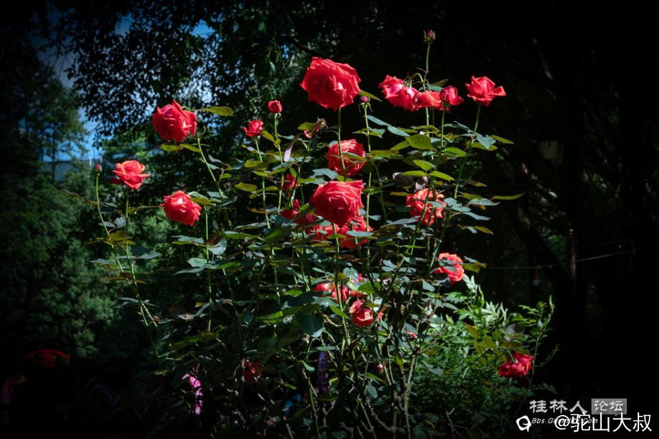DSC07230-0.jpg