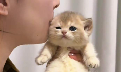 当你拥有一只&ldquo;慢半拍&rdquo;的小猫咪