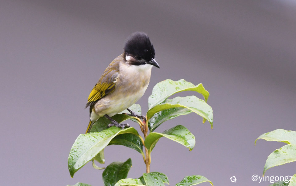 DSC_2401_副本.jpg