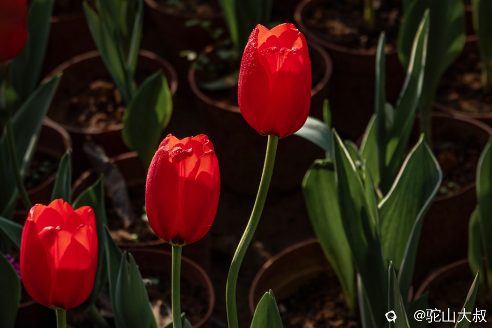 DSC05132-0 - 副本.jpg