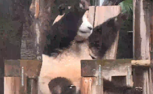 熊猫上班“人里人气”地伸懒腰，网友：像极了我周一上班的样子