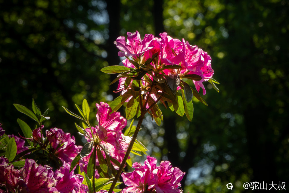 DSC01465-0 - 副本.jpg