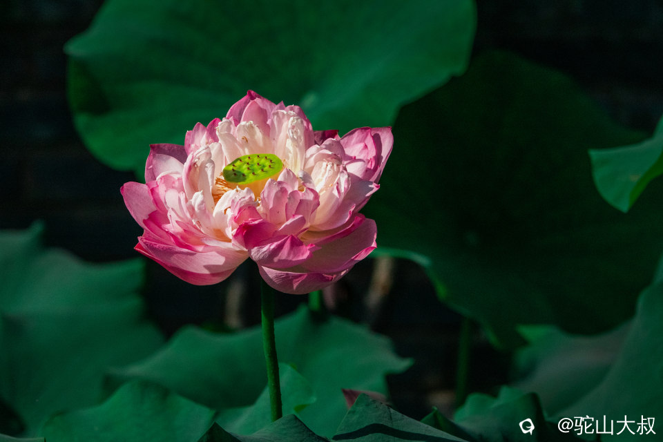 DSC04452-0 - 副本.jpg