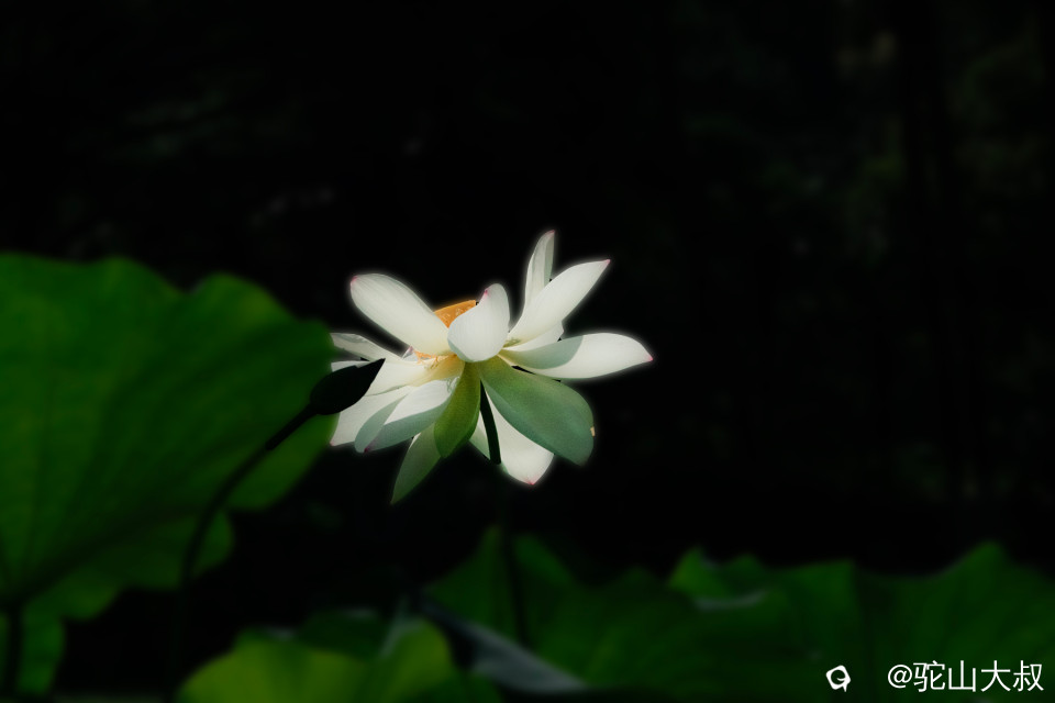 DSC03687-0.jpg
