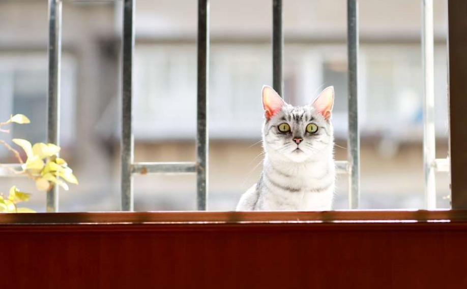 小可愛淘淘和帥帥