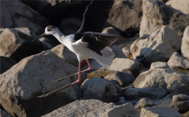 长腿 黑翅 长脚鹬