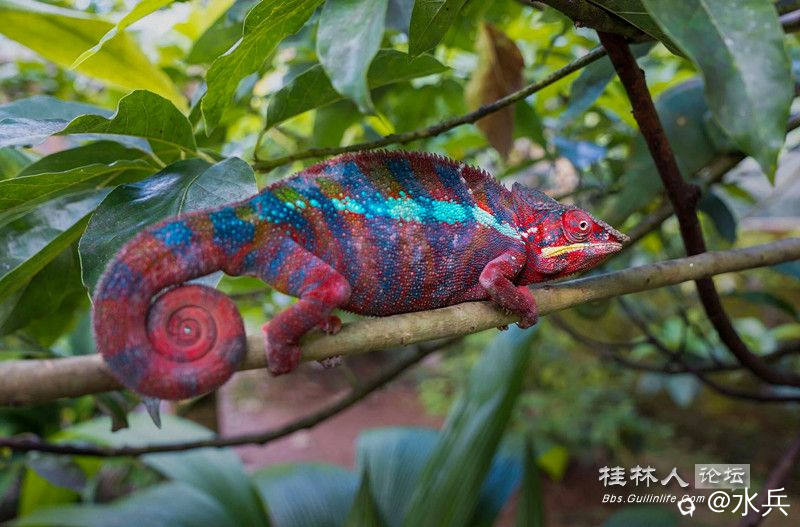变色龙686a7.jpg