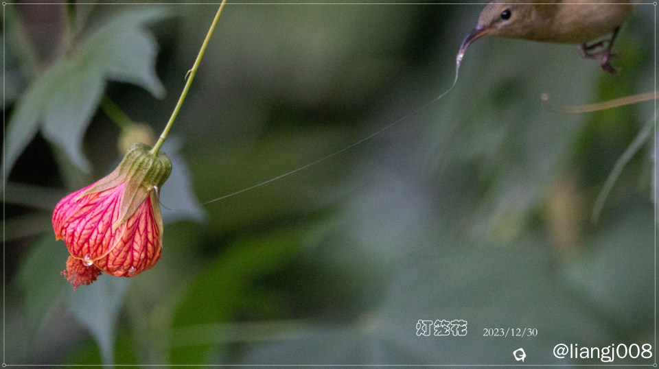DSC01914_副本_副本.jpg