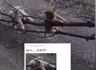 狗子剛滿月硬要跟著主人爬山，累懵！狗子：坐&ldquo;枝枝順風(fēng)車(chē)&rdquo;回來(lái)的